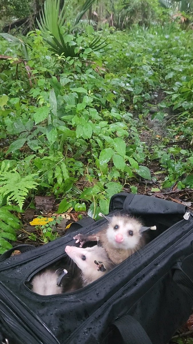 RandoCritters's tweet image. Found the most peaceful place in the woods to release the remaining joeys 🥲🌿 Video to come shortly.