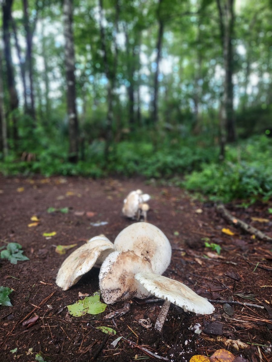 RandoCritters's tweet image. Found the most peaceful place in the woods to release the remaining joeys 🥲🌿 Video to come shortly.