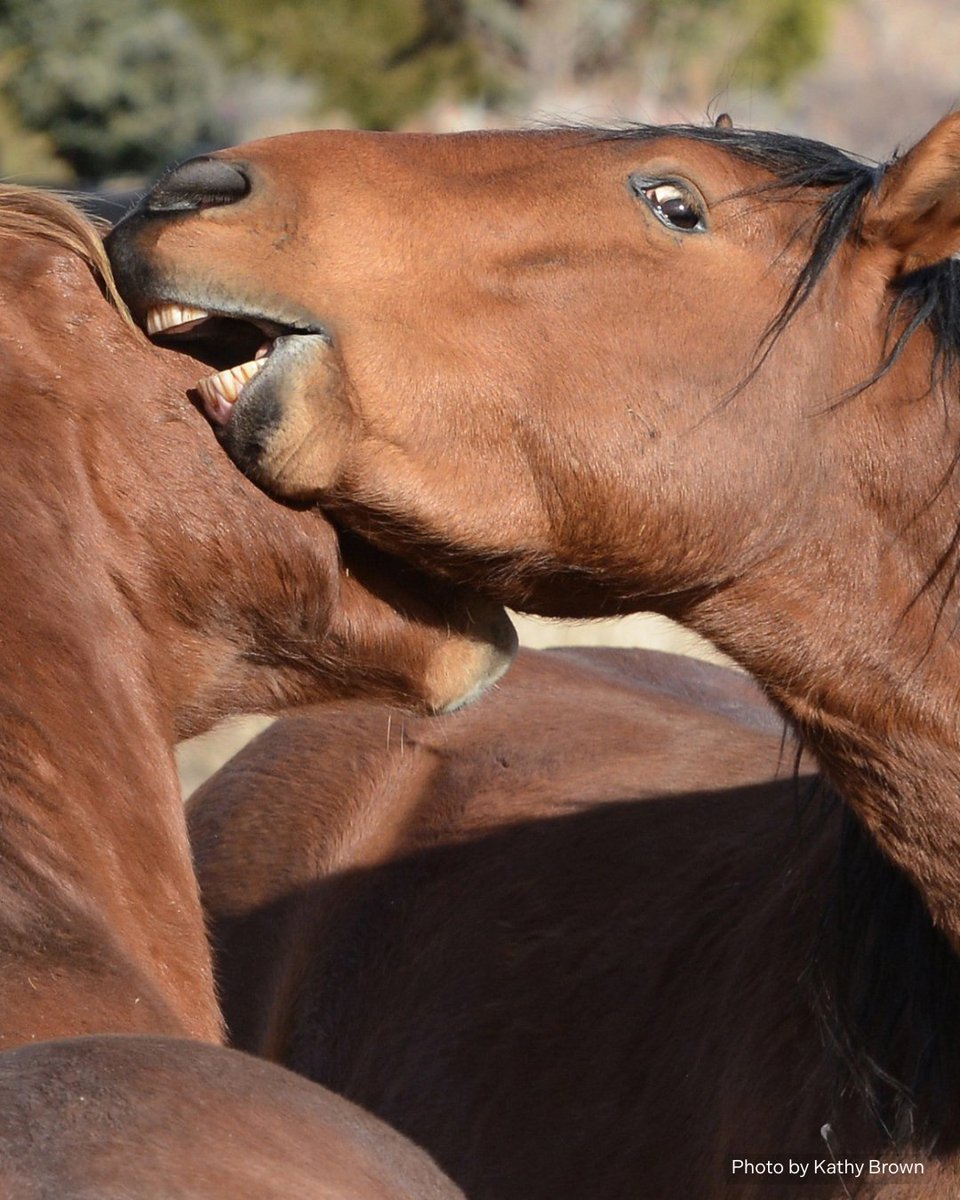 FreeWildHorses's tweet image. Nevada's Virginia Range has some of the most playful and affectionate mustangs. Our staff and volunteers know these horses well — and are lucky to witness their unique personalities day after day 🌿 💫
Photo by Kathy Brown
#Nevada #VirginiaRange #Mustang #Wildhorses #Staywild