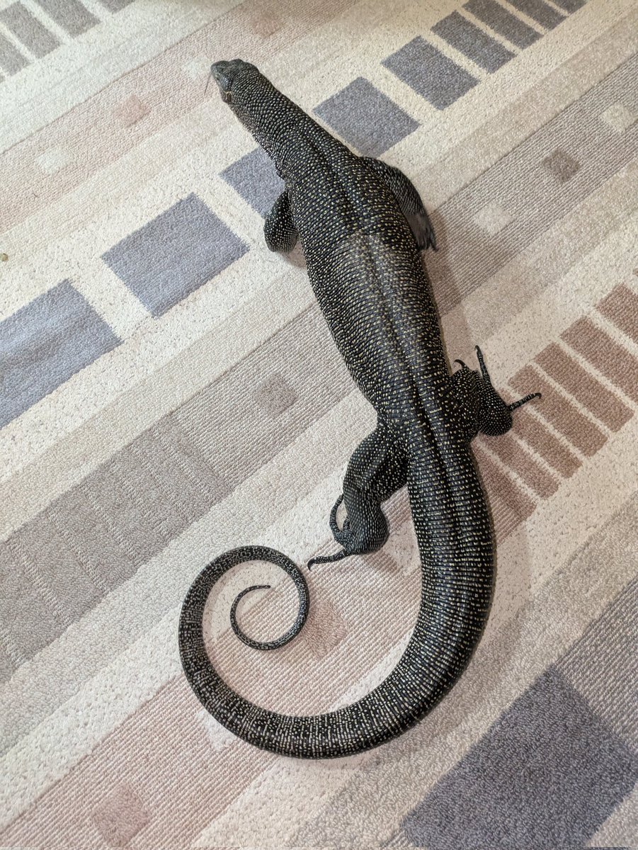Gooserdragon2's tweet image. #マングローブモニター
#mangrovemonitor