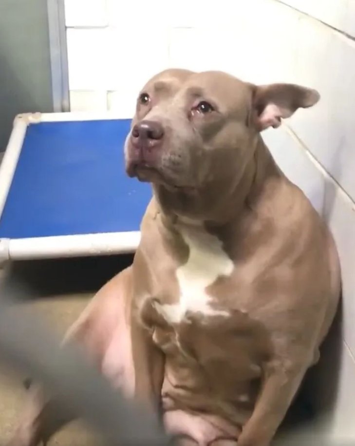 Heartbroken Pitbull Mama Dumped At The Shelter Without Her Babies Couldn’t Stop Crying.

Meet this sweet pup who captured the hearts of millions around the world after a heartbreaking video of her crying in the shelter went viral.

She had been abandoned and separated from her