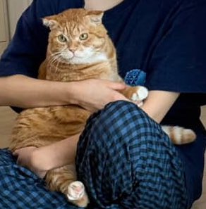 냄비 앙큼한 첩느낌 잇으시다 포즈랑 ㅠㅛ정이