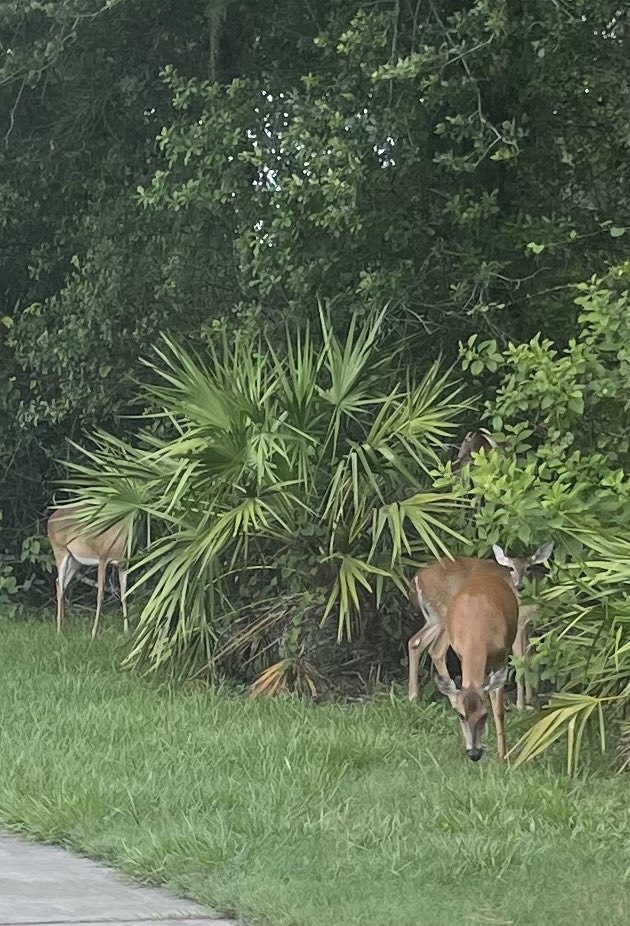 At Grande Lakes these deer were so laid back…. it looked like they were looking for errant golf balls !