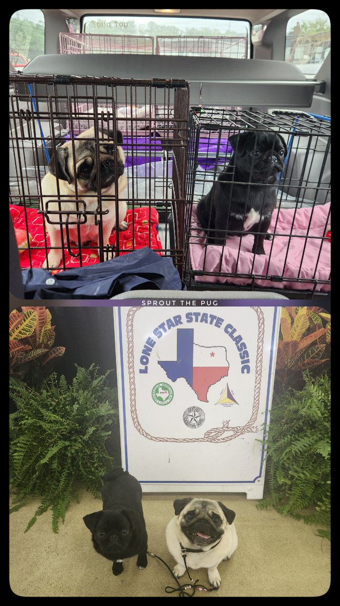 Sprout here! 

Pickle and JuiceBox got to go to dog shows all weekend! They won some ribbons, got professional portraits taken, shopped, and Mama ordered a fancy trolly so they can ride around shows in style! 😀

#showdogs #somuchfun #puglife #texas