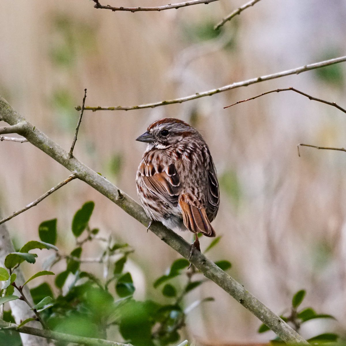 craighewett's tweet image. Birds of Airlie: Great Egret, Song Sparrow and a Yellow-rumped Warbler 🐦
#GreatEgret #SongSparrow #YellowRumpedWarbler #AirlieGardens #WilmingtonNC #birdwatching
