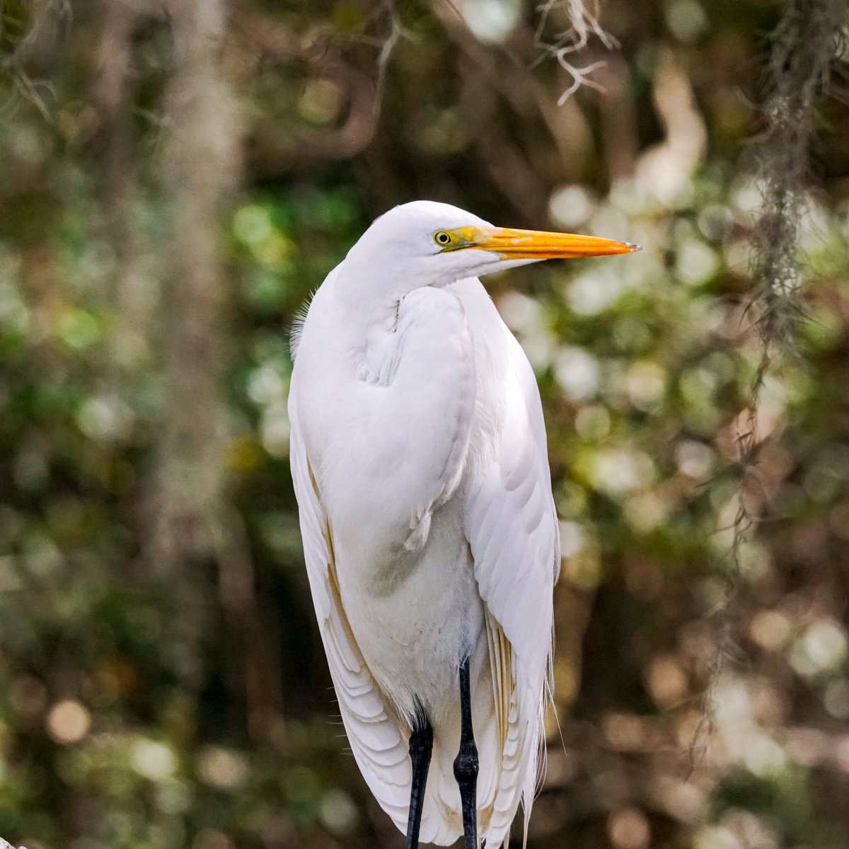 craighewett's tweet image. Birds of Airlie: Great Egret, Song Sparrow and a Yellow-rumped Warbler 🐦
#GreatEgret #SongSparrow #YellowRumpedWarbler #AirlieGardens #WilmingtonNC #birdwatching