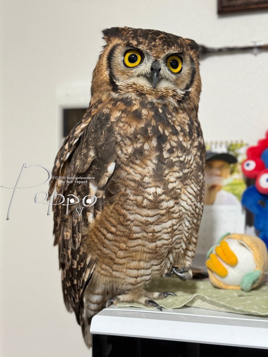 なんかよく分からないフクロウ Amazon.co.jp: 鳥を寄せ付けないプラスチック製のフクロウ、目が