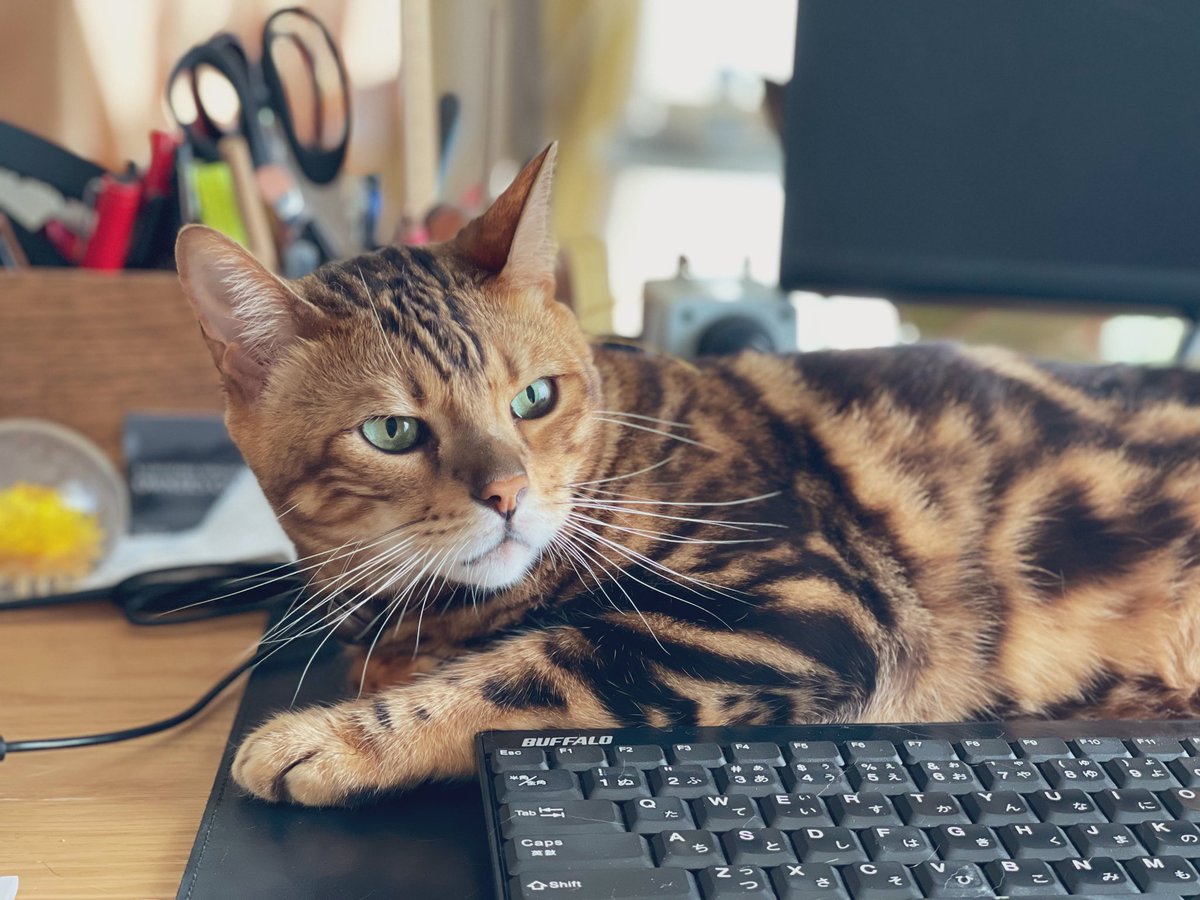 LeoTheWildcat's tweet photo. 令和7年7月7日。きょうは特別な七夕なんですから。ちょっとお仕事脇に置いて撫でてくださいよ。ね、キーボードの上には乗ってないでしょ？ https://t.co/Twe1nrtzFL