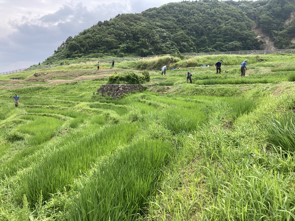 noto_senmaida's tweet image. 今日も朝8時から草刈りです🌱メンバー5人と少ないですが頑張ります。
刈ったあとは風がよく通り、稲も気持ち良さそうです
#令和6年能登半島地震 #能登 #輪島 #白米千枚田 #愛耕会 #能登豪雨 #草取り #草刈り