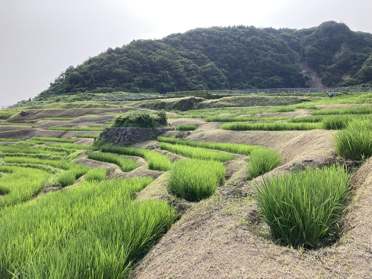 noto_senmaida's tweet image. 今日も朝8時から草刈りです🌱メンバー5人と少ないですが頑張ります。
刈ったあとは風がよく通り、稲も気持ち良さそうです
#令和6年能登半島地震 #能登 #輪島 #白米千枚田 #愛耕会 #能登豪雨 #草取り #草刈り