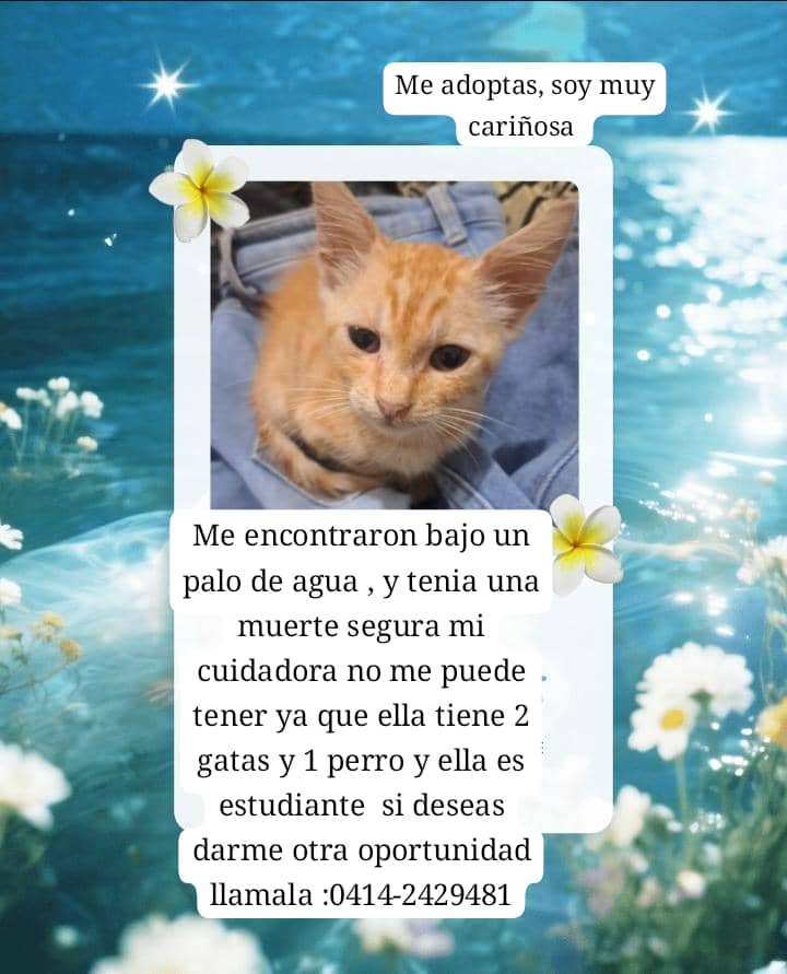 Por favor ayúdame a difundir 🚨🚨🚨🚨 más información escribir al número publicado 🐈🆘  por favor DIFUNDIR DIFUNDIR <a href="/PerroUsuario/">PerroUsuario Wof '•'</a> <a href="/NuriTrejo/">Nutrecajo</a> <a href="/gracon27/">GRACE🇻🇪🆓</a> <a href="/Arecam19/">Arcelis🇻🇪🇪🇦</a>