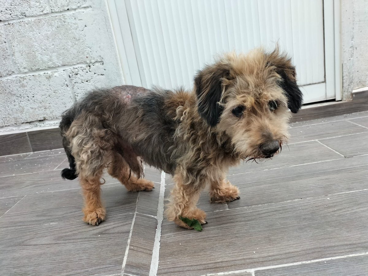 Este pequeño fue encontrado en los dinamos, está muy maltratado, pero ya en tratamiento , alguien puede dar HT??? <a href="/MascotasSismo/">Mascotas Sismo</a> <a href="/perrososmx/">🅿🅴🆁🆁🅾🆂🅾🆂🅼🆇</a> <a href="/U_PLATEROS/">UH Plateros</a> <a href="/perrososmx/">🅿🅴🆁🆁🅾🆂🅾🆂🅼🆇</a> <a href="/Lacasadelsalchi/">La casa del perro Salchicha CDMX</a> <a href="/LaNotaPositiva/">La Nota Positiva</a> <a href="/IsabelJunco/">Isabel Junco</a> <a href="/EsEstra/">A L I 🐾</a> <a href="/acano52/">Arturo</a> <a href="/mayumiguillen/">Mayú Guillén 🇲🇽🇺🇦</a> <a href="/iztalccihuatl/">Mary Sandoval 6476❤**</a>