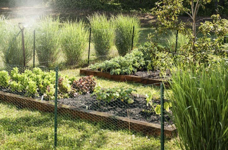 latanyablackmon's tweet photo. Growing your own food is healthier, tastier, and incredibly rewarding! 🌱🍅

Check out this Design Guide with 40 top tips for creating an edible garden that’s easy to plant, beautiful
 https://t.co/eJHEOyuwlb https://t.co/oF3YZr8dhH