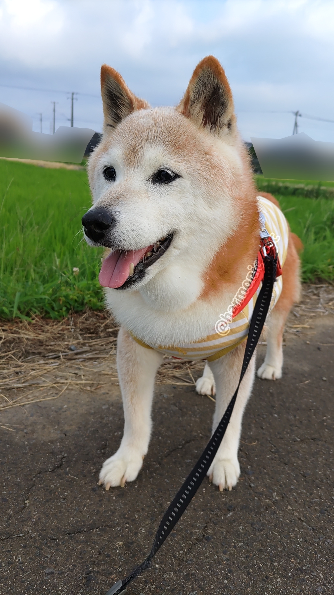 柴犬が好き 📣 新着情報！黒柴の男の子をご紹介🐾 三重県の犬舎から、東京に