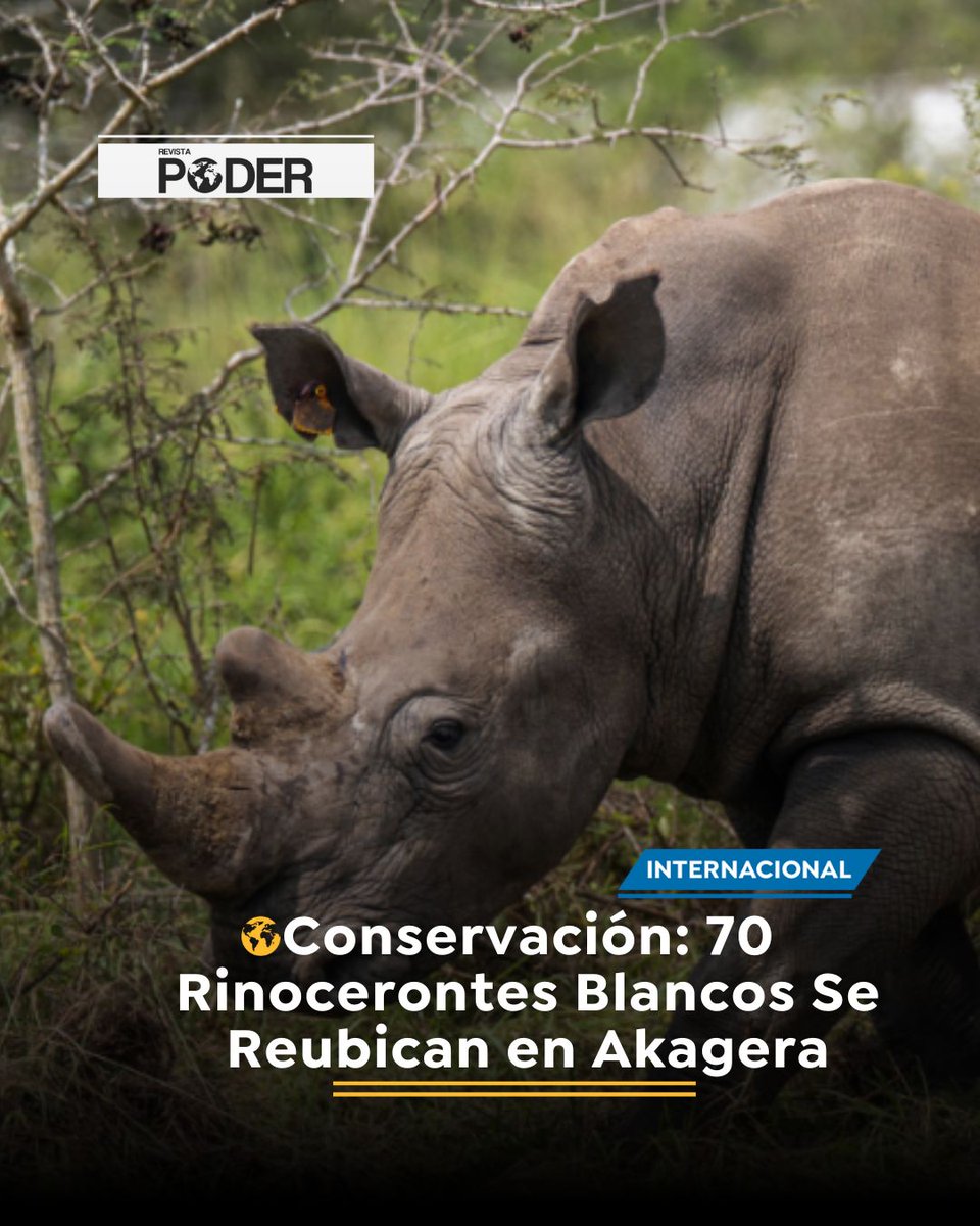 prensa_pod48573's tweet image. #NoticiaInternacional / ¡Setenta rinocerontes blancos del sur llegan al Parque Nacional Akagera en Ruanda!  Un paso más en la conservación de esta especie en peligro. El proyecto sigue creciendo y fortalece el futuro de los rinocerontes.#NoticiasPoder #RevistaPoder