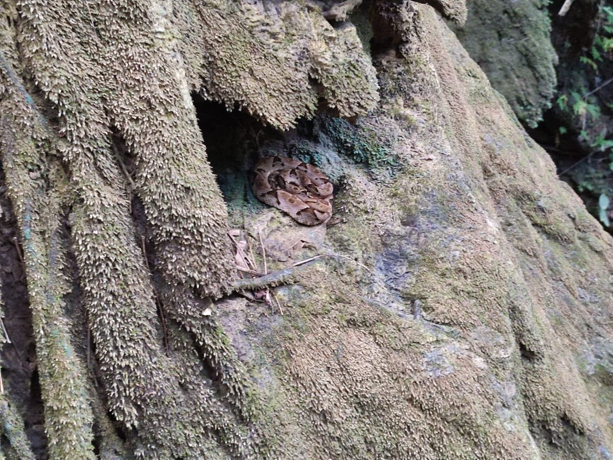 Carlos Lasso tweet media