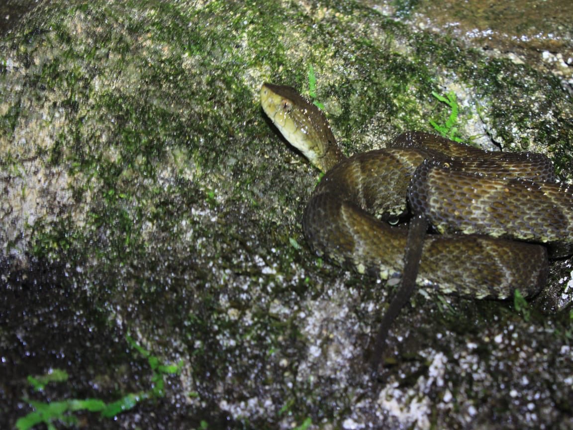 Serpientes venenosas visitantes ocasionales de las cuevas colombianas: patoco, mapanas y talla X. Registradas en Antioquia, Guajira, Tolima y Meta. Más razones para su estudio y precaución. Gracias ⁦<a href="/GonzaloEspeleo/">Gonzalo Valdivieso 🇨🇴</a> y⁩ ⁦<a href="/espeleocol/">Asociación Espeleológica Colombiana - ESPELEOCOL</a>⁩. Id: F. Rojas-R.