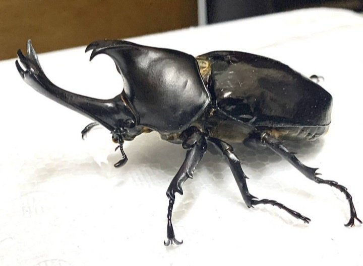 久しぶりに増種しました
国カブじゃないですよ。よく似たポリトゥスツヤカブトです。

国カブと比べると真っ黒でツヤがあり、コレみると胸角が太いのかな？

実際買ったのは♀単で、これは過去写真です。
友人が直接採集したWILD個体ってのが中々乙なもんですよね😙