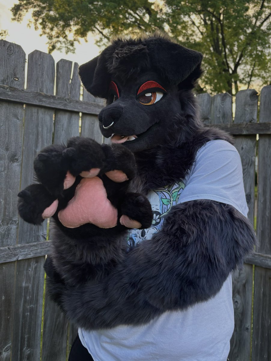 bandit the black lab 🐕‍🦺🐾

partial completed for <a href="/LabradorBandit/">Bandit 🐕‍🦺</a> ! he has three pairs of eyelids, two tongues (with piercings!) &amp; armsleeves

more photos in the replies! 🖤

#fursuit #fursuitmaker