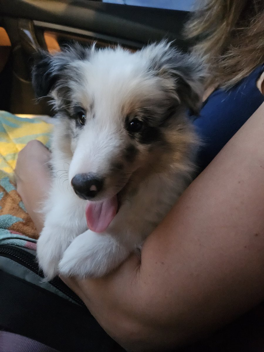 Greg Vail (@gregvail85) on Twitter photo This week, we welcomed Lord Kelvin to the family! He's a 10-week-old Scottish Shelty!
#puppies #dogsoftwitter #shelty This week, we welcomed Lord Kelvin to the family! He's a 10-week-old Scottish Shelty!
#puppies #dogsoftwitter #shelty