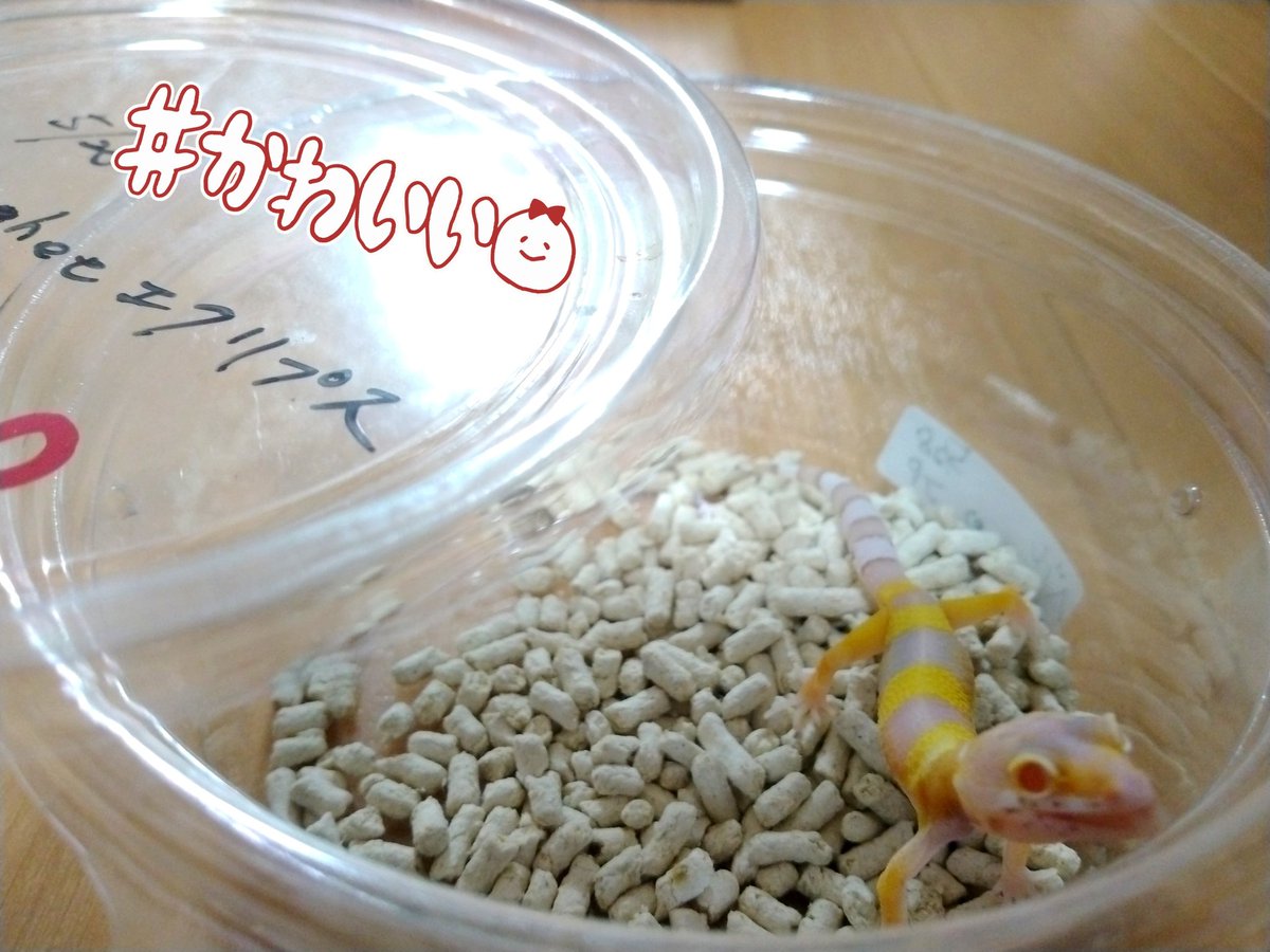 nmo25023's tweet image. 昨日は、初めての爬虫類イベントへ!
まだ、産まれたばかりのちっちゃな子。誕生日が一緒のことに親しみを感じて新しい家族に迎え入れました🦎✨
これから、よろしくね。
#レプタイルズフィーバー