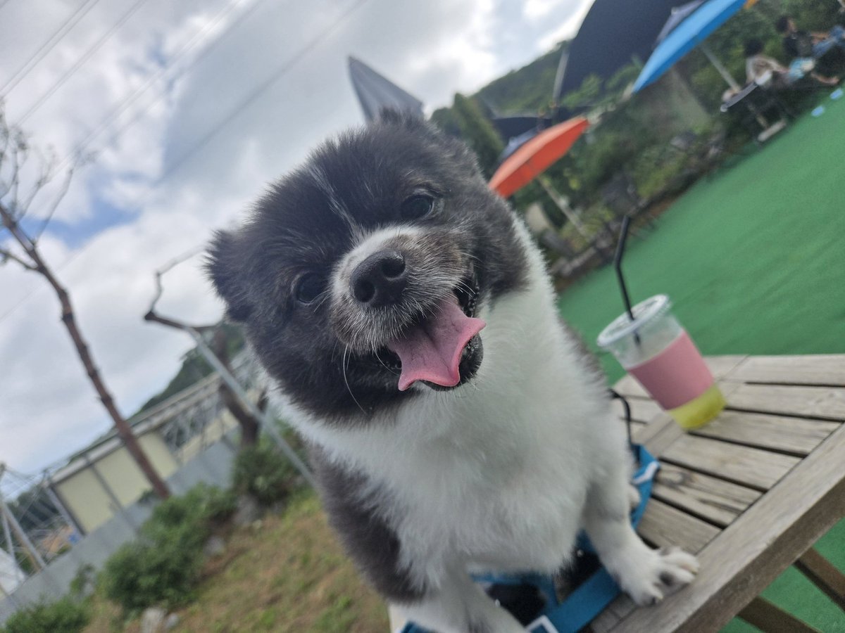 kukinunna's tweet photo. 테이블에 올라오는 이런 버릇없음은 어디서 배웟지요 https://t.co/FNkpAglrlB