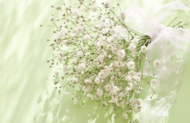 hanalabonote's tweet image. まいにち切花図鑑💐
【カスミソウ】
天の川に見立てて、七夕におすすめされるカスミソウ。「アルタイル」「ミリオンスター」など星にちなんだ名前の品種も多いです。
色つきの染めカスミソウも人気⭐きれいにドライになりますよ。
#7月7日はカスミソウの日
#カスミソウの日