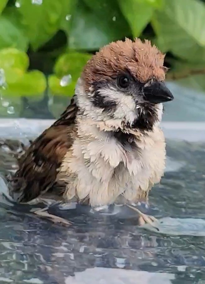 pi_pipi33's tweet image. スズメﾁｬﾝ⛲
ｵﾊﾖｰｺﾞｻﾞｲﾏｽ 🐥
今週もよろしくお願いします(⁠•⁠ө⁠•⁠)⁠