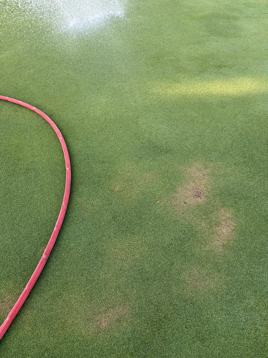 PollioNick's tweet image. Rats… no matter how much you try to stay on top of wilt watch you always mix spots.
