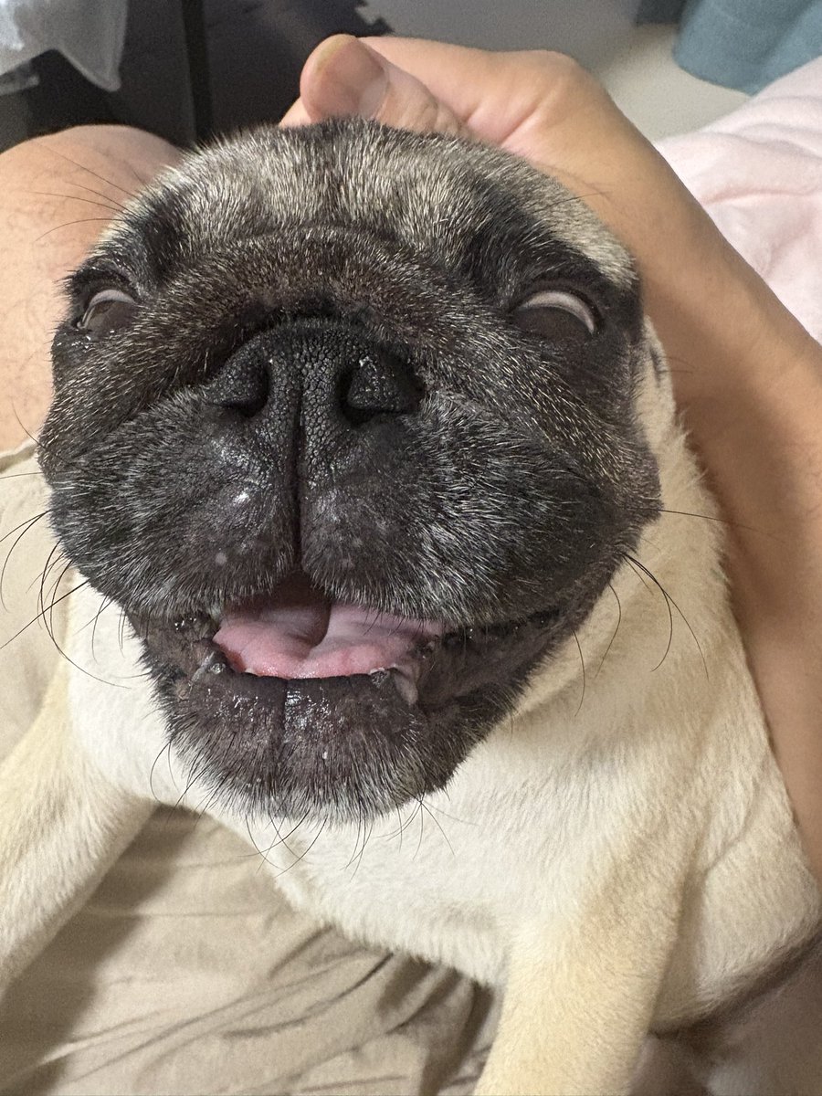 今日は七夕。
ゼルダ姫の４歳の誕生日です！