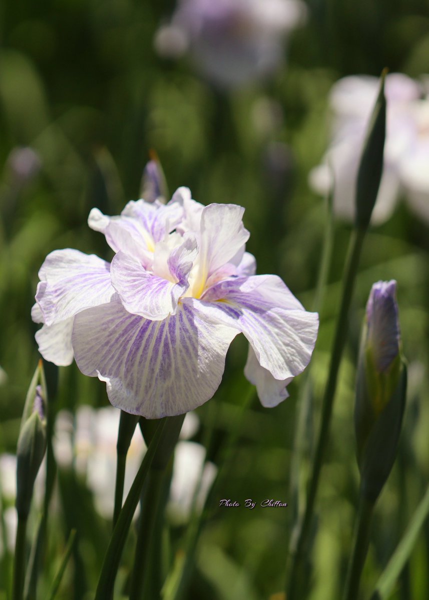 Chiffon_cake556's tweet image. おはようございます🔅🚲

　菖蒲の花𓏸𓈒𓂃湖畔𓂃𖡼.𖤣𖥧
　　｢薄化粧  (江戸系)  」❀
　　ｱﾔﾒ科   ｱﾔﾒ属   多年草
初夏の訪れを告げるﾊﾅｼｮｳﾌﾞ…湖畔を
淡い紫色に染め、訪れる人の目を
和ませています𓂃◌𓈒𓐍

良い一日になりますように…🍡🍵