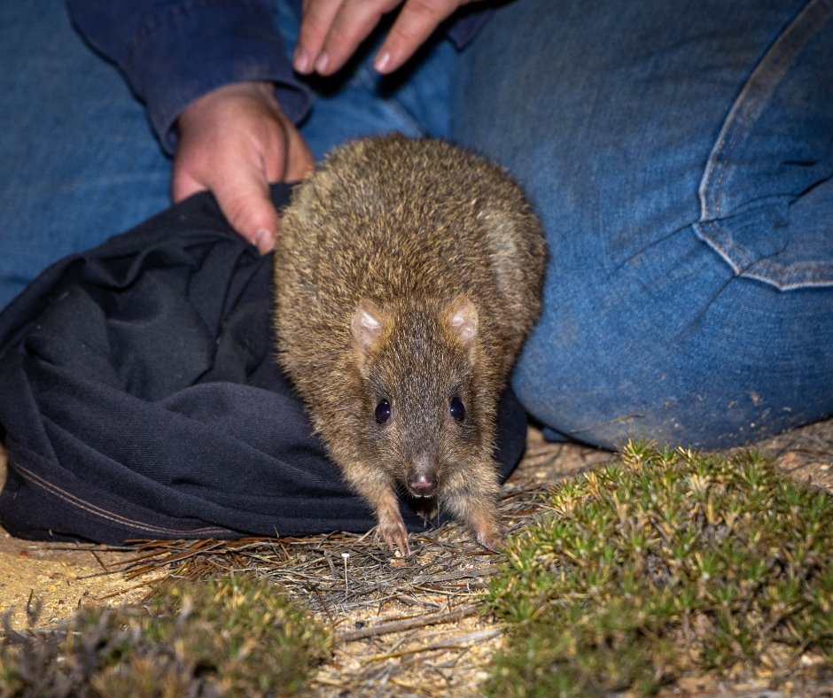 awconservancy's tweet photo. Woylies (Brush-tailed Bettongs) have been released OUTSIDE the feral predator-free fence at Mt Gibson Wildlife Sanctuary in WA.

The is the first predation-size species to make the move in an attempt to reestablish populations beyond the fence. 

More 👉 https://t.co/kytqCZySKe https://t.co/G3TEHLIoRv