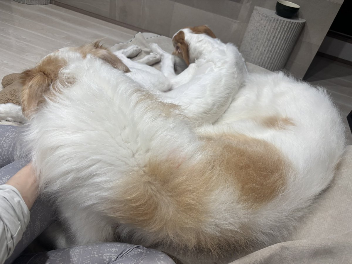velzoi's tweet image. 私の膝の上取り合いをする40kgと20kg