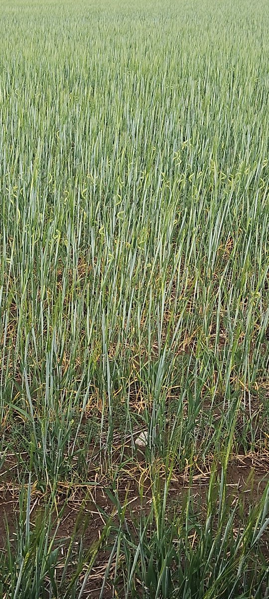 zeefarmer's tweet image. The barley is not appreciating the drought and heat we've experienced thus far.