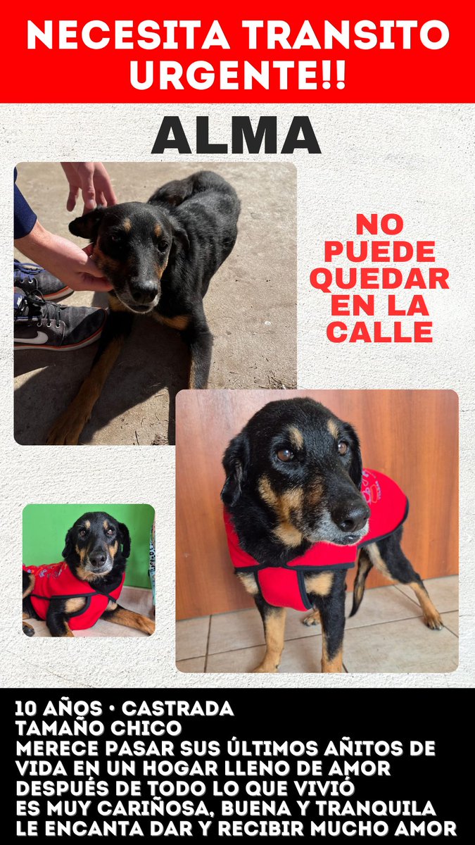 RescataditosF's tweet image. Alma necesita tránsito urgente !!
Después de todo lo que vivió no puede volver a la calle 🥺💔
@aaguvolpato