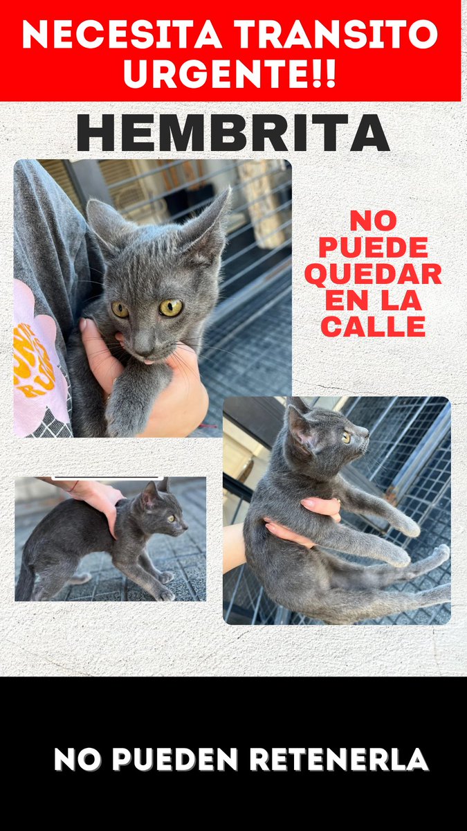 RescataditosF's tweet image. Necesitamos tránsito urgente para ella🥺💔
No pueden retenerla, es súper chiquita
@aaguvolpato