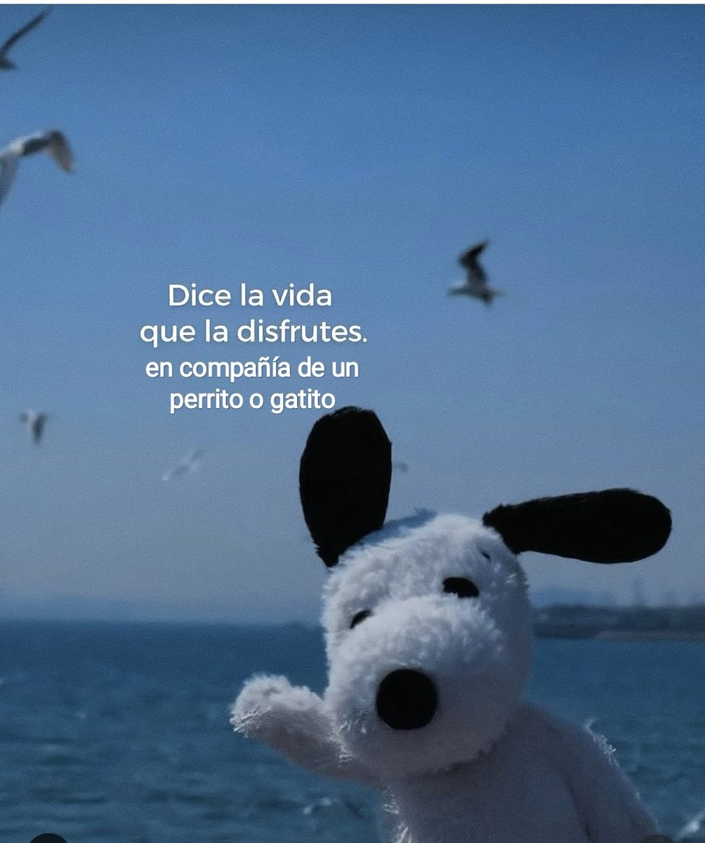 Hagan caso a Snoopy 😌