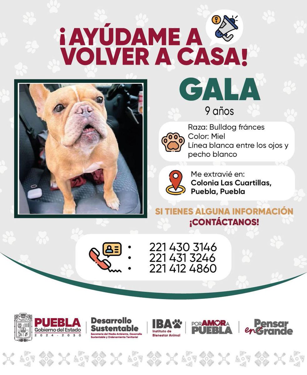 🚨 Ayuda a Gala a volver con su familia, se extravió en colonia Las Cuartillas. 

‼️Si tienes alguna información comunícate con nosotros vía mensaje directo o por medio de nuestros números 24 horas. 

✅ 221 430 3146 
✅ 221 431 3246
✅ 221 412 4860