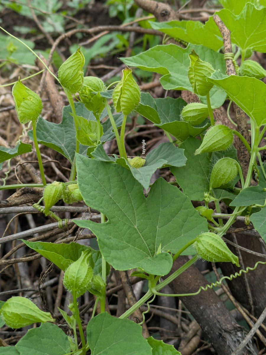 कंटूले नर वेल