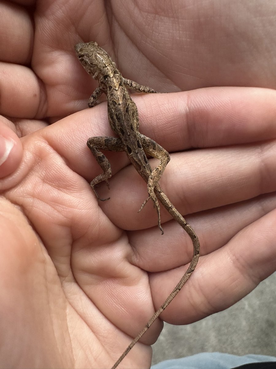 sawyerleeart's tweet image. Poor little anole can’t seem to use her back legs. Took her in temporarily