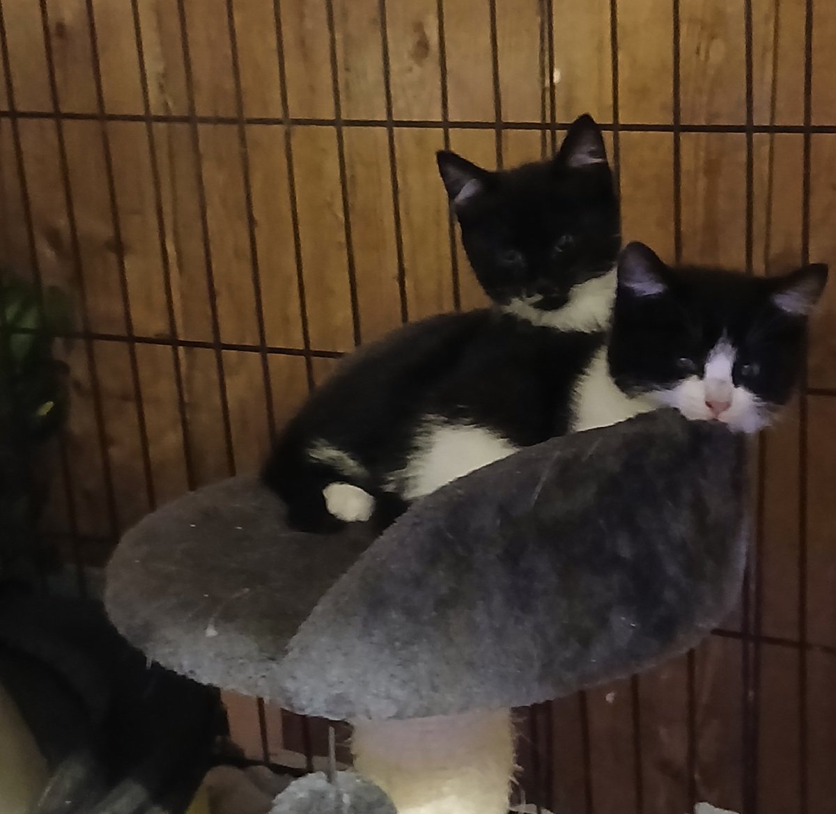 Hopefully, tomorrow, their 3 siblings living in a ditch can be caught. Just babies... kittens born to cats without homes are up against it really. Really at risk! These 2 started their 3 day worming &amp; they made sure I tasted it too!! 😆 
#neuteryourcat to #preventsuffering