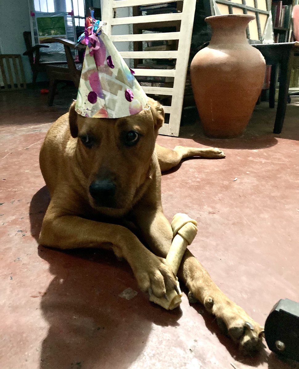 Suki doo turns two today!