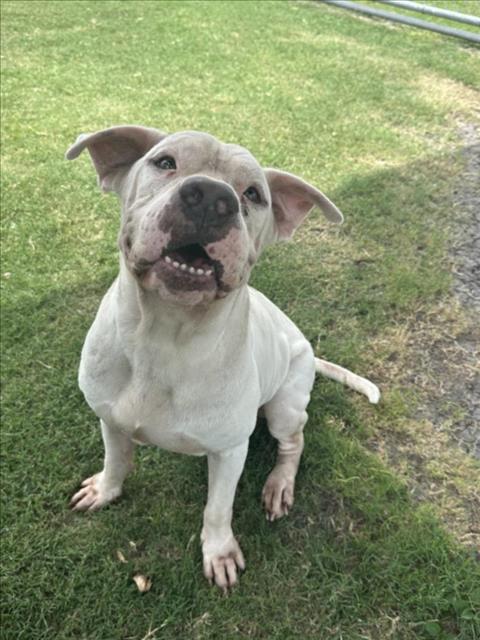 LisaBrabson's tweet image. I don't know what u see when u look at CHICO #A381905 8yo
I see a precious little guy that desperately wants to live &amp;amp; b loved!
He is so cute,such a soulful little guy,easy going,he just wants someone to love him forever!
PLZ #ADOPT #FOSTER OR #PLEDGE FOR RESCUE 🛟#CorpusChristi