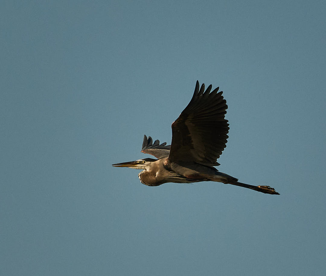 FamousPixs's tweet photo. Today at #Conowingodam #Conowingo #Wildlife #Nikon #Nikonusa #NikonZ8 #NikonZ #Progradedigital #Prograde https://t.co/pJ4P4tR3Qk