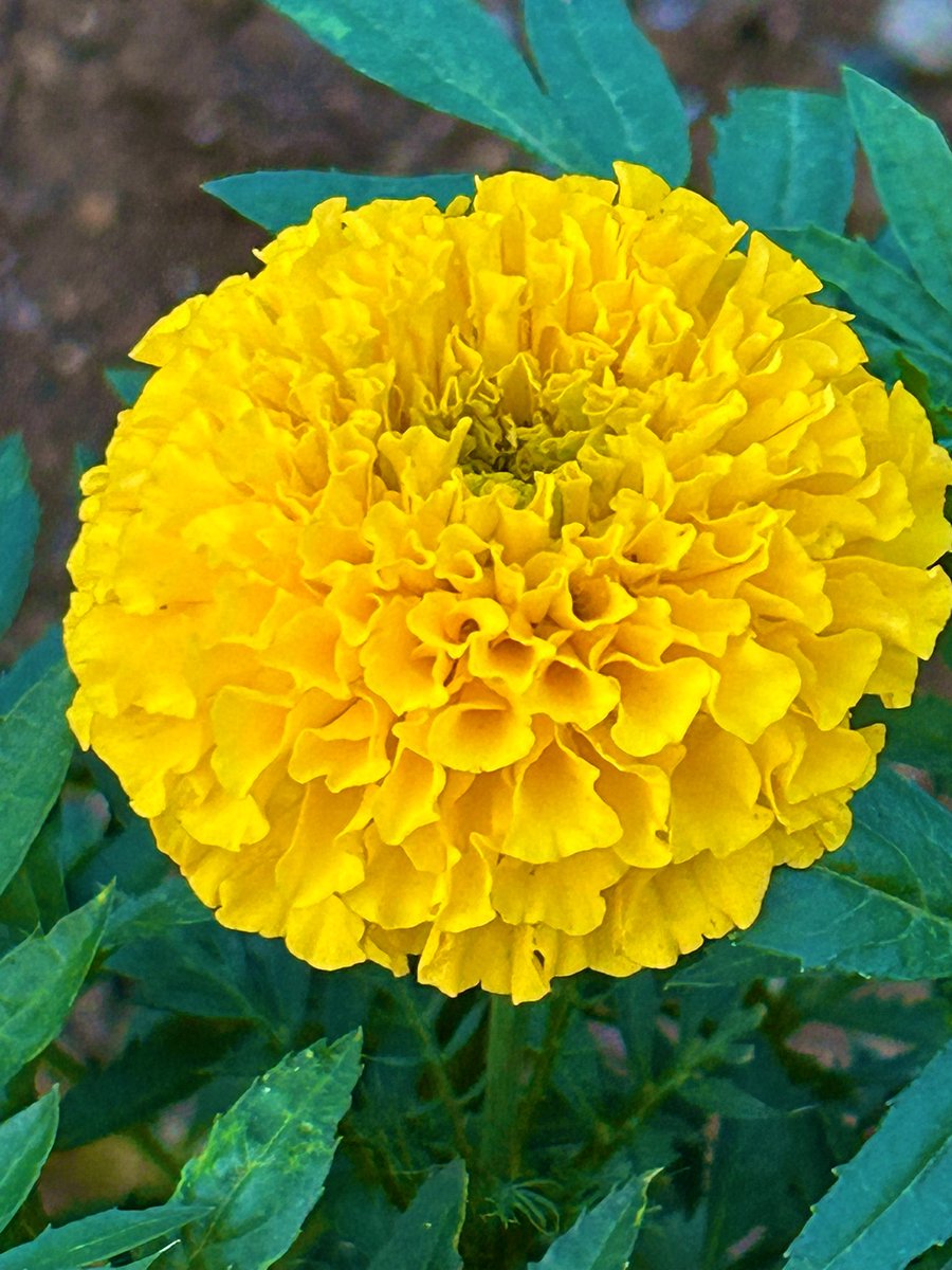 *
2025     07
07日      月曜日     曇り☁️☀️☁️
*
おはよう ございます☀️
えっ💦 寝坊？遅刻？💦

世界遺産の日  川の日  小暑  七夕🎋
香りの日  ポニーテールの日  浴衣の日
冷やし中華の日  カルピスの日 etc
*
一年に一回 逢える 織姫と彦星
どんなカタチでも 羨ましいです
今日も 深呼吸して