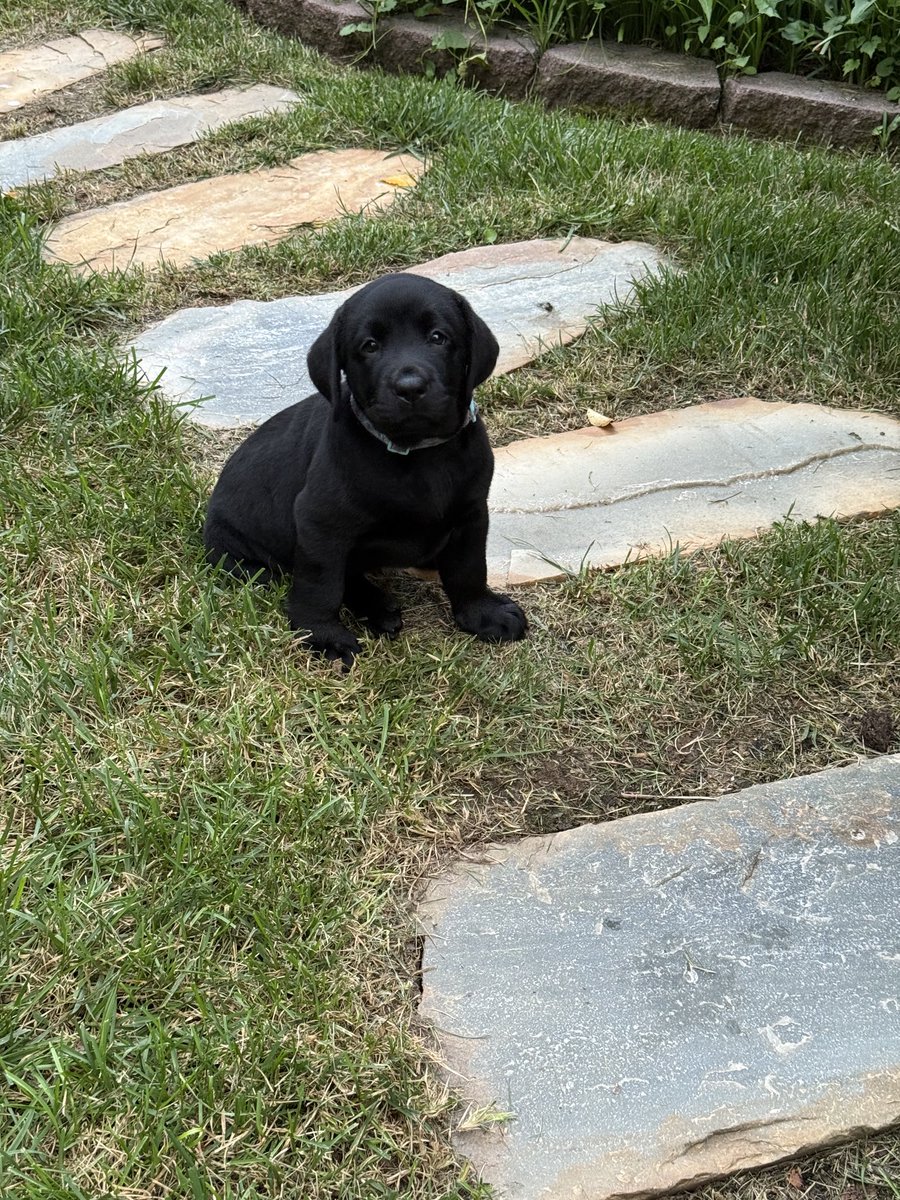 generalkellogg's tweet image. New addition to the home team. Something about a new puppy-good for the soul.