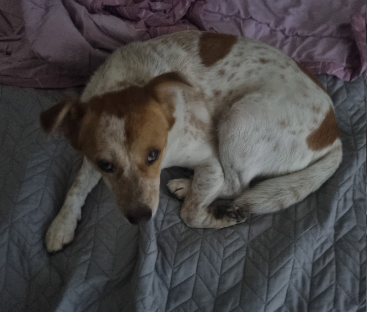 틈만 나면 내 자리를 노리는 개
사진을 올리고 자고 일어나 슥뽕하니 보인 글🤣

그래요 사실 과시였어요
옆자리 장판 30도 내 자리 장판 50도여도 나랑 꼭 붙어잔대요
둘 다 50도로 틀어봤는데 꼬옥 제 가랑이 사이에서 자고싶다는 사랑둥이에요

#가족찾는마일로