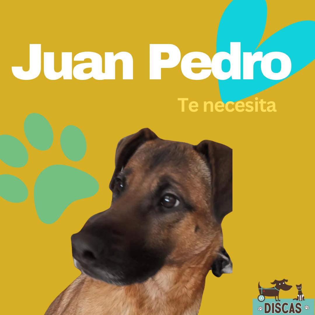 Juan Pedro sigue necesitando pañales
rectos y anatómicos de adulto… y una manito para
pagar su estadía en la guardería.

No sabés lo bueno que es. Se deja cambiar, agradece
con la mirada, te lame la mano suavecito.

SIGUE👇👇👇