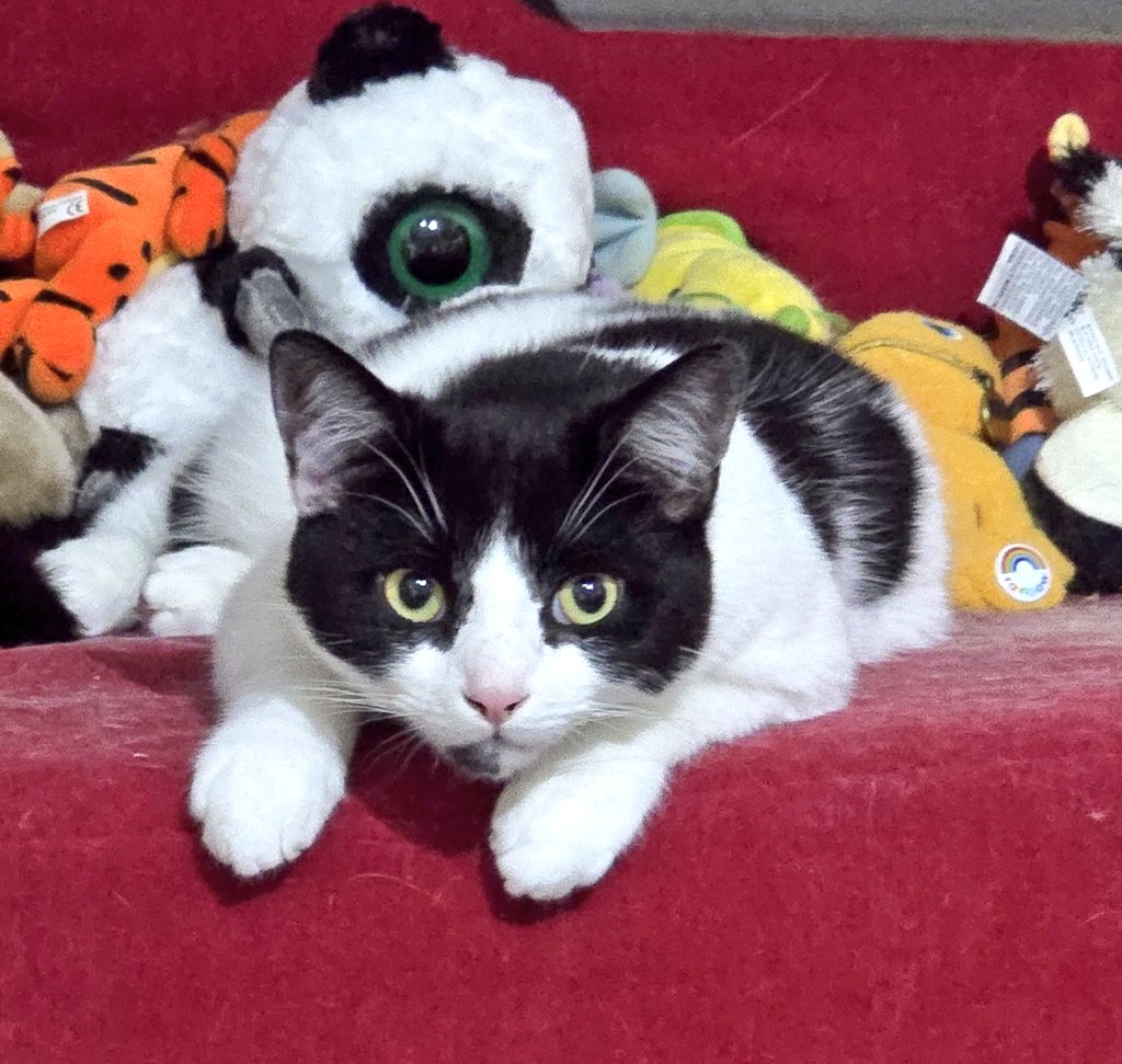 Not to toot my own horn too much .. but I'm being slept on 😉 (musically lol)
Who's ready to back my corner and help me show the world what I can do ?

Here is a cute cat pic to sweeten the deal ...
