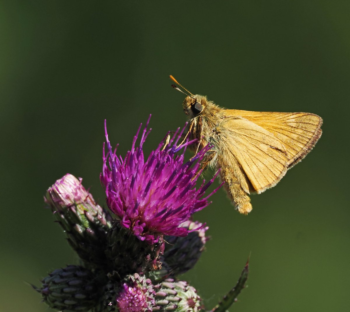 Mike Smith (@mikecsmiffy) on Twitter photo Large Skipper feeding on a thistle flower in Theberton Wood, Suffolk
#Butterfly #Butterflies #wildlife #wildlifephotography #nature #NaturePhotography
<a href="/savebutterflies/">Butterfly Conservation ๐ฆ</a> <a href="/BC_Suffolk/">BC Suffolk Branch</a> <a href="/suffolkwildlife/">SuffolkWildlifeTrust</a> <a href="/NatureUK/">NatureUK</a> <a href="/Britnatureguide/">The British Nature Guide</a> <a href="/BBCSpringwatch/">BBC Springwatch</a> Large Skipper feeding on a thistle flower in Theberton Wood, Suffolk
#Butterfly #Butterflies #wildlife #wildlifephotography #nature #NaturePhotography
<a href="/savebutterflies/">Butterfly Conservation ๐ฆ</a> <a href="/BC_Suffolk/">BC Suffolk Branch</a> <a href="/suffolkwildlife/">SuffolkWildlifeTrust</a> <a href="/NatureUK/">NatureUK</a> <a href="/Britnatureguide/">The British Nature Guide</a> <a href="/BBCSpringwatch/">BBC Springwatch</a>